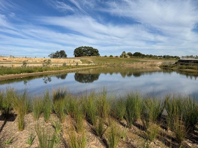 Bioretention and detention basin with native planting